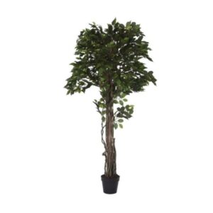Albero Ficus Verde con Vaso Nero - h 180 cm