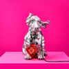 Lampada Da Tavolo Con Basset Hound Argentato